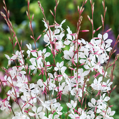 Wholesale Gaura seeds for year-round planting