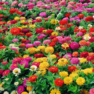 Supply a variety of easy-to-grow flower and plant seeds