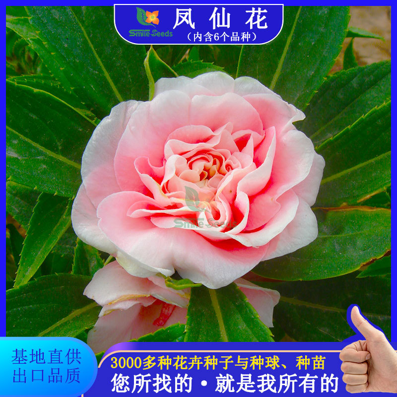 Balsamia seeds balcony potted nail flower seeds landscape g