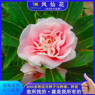 potted balcony nail flower Balsamia landscape seeds