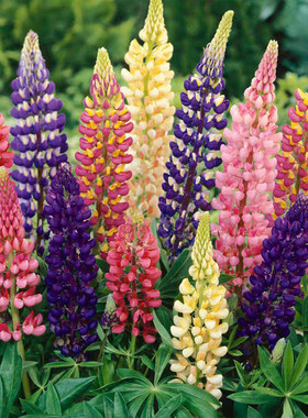 Four season planting of Lu Bing flower seeds