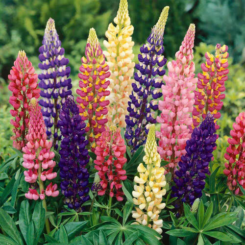 Four season planting of Lu Bing flower seeds