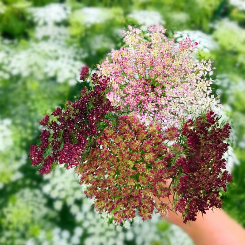 巧克力蕾丝阿米芹绿雾奥莱芹花 花繁叶茂易养护可切花或花坛点缀