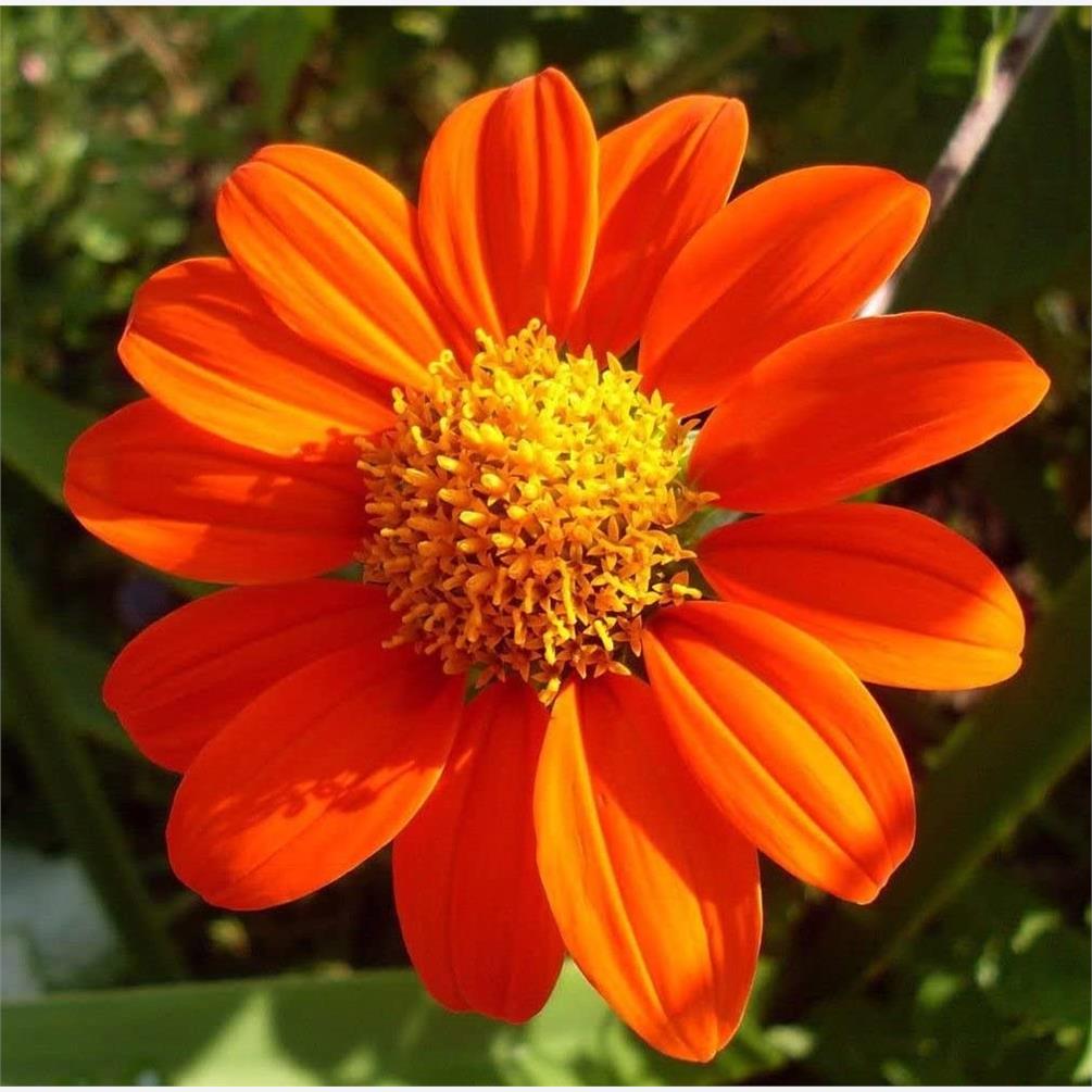 「庭院里的热带太阳」墨西哥向日葵 野性美易管理 自播能力强