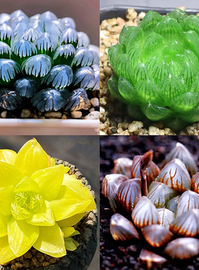 Wholesale succulent plant potted plant jade dew