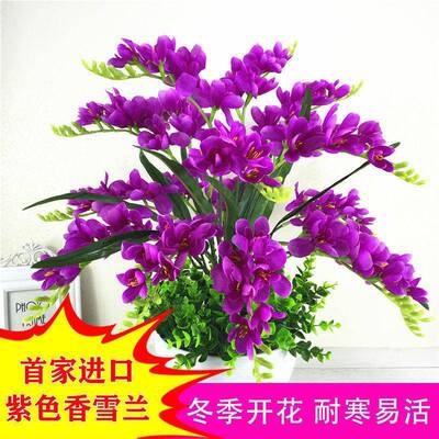 Strong fragrance type, winter flowering, imported double pe