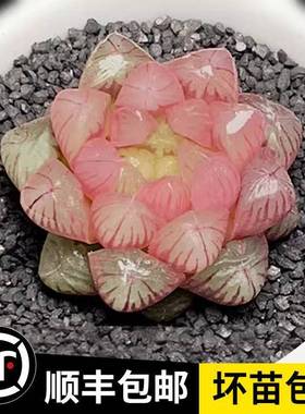 Super cute Yulu succulent indoor potted succulent plants, r