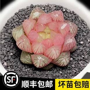 succulent Yulu indoor potted Super plants cute