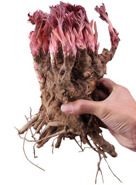 Bulbs of peonies with buds can be planted in allfour seasons