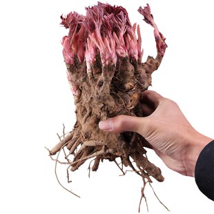 Bulbs of peonies with buds can be planted in allfour seasons