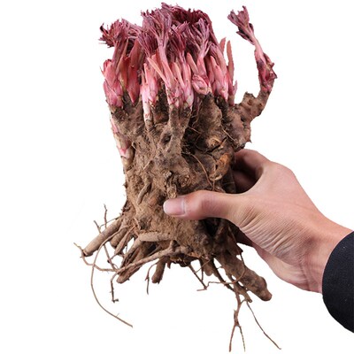 Bulbs of peonies with buds can be planted in allfour seasons