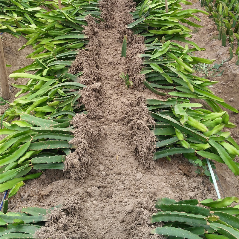 特大红心火龙果室内红肉黄心火龙果麒麟树四季种果当年结美观苗