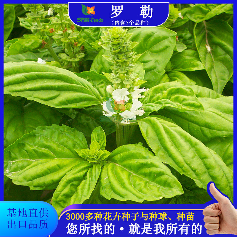 Aromatic Luo plant seeds, Le seeds, nine layered tower flow