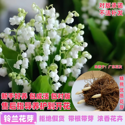 Wholesale lily of the valley bulbs easy to grow inallseasons