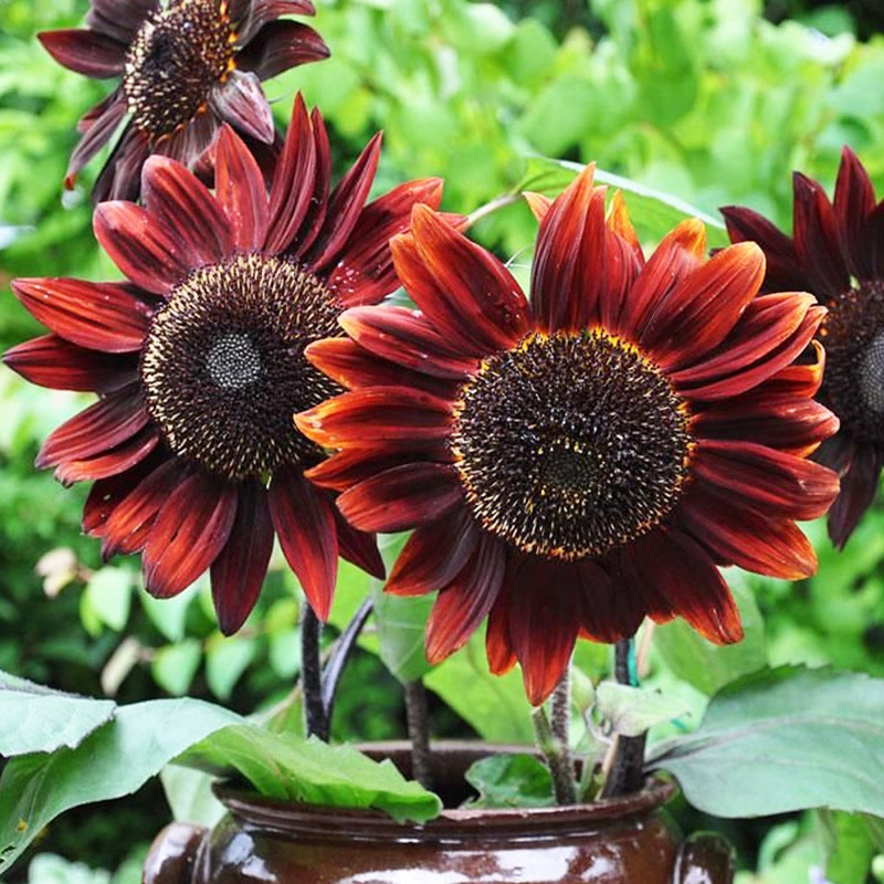 鸿运向日葵高杆红色观赏葵 象征热情活力 新手易种家有小院就行