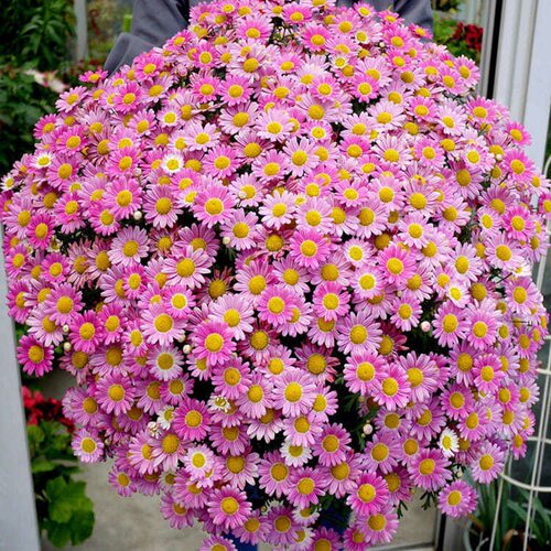 Flower seeds, flower seeds, small chrysanthemum seeds, four