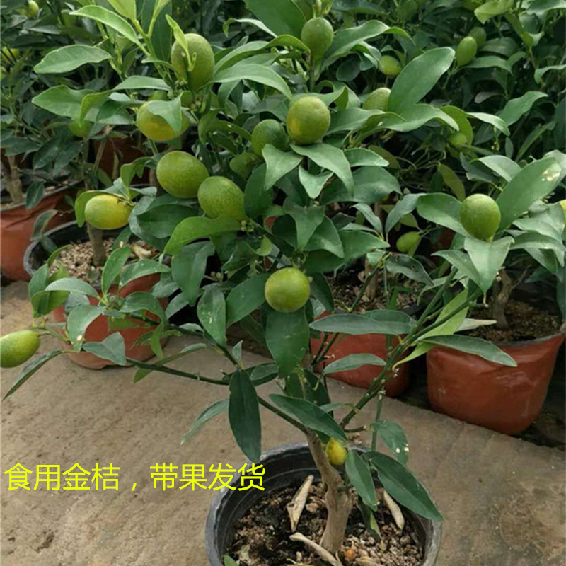 金桔树带果可食用四季花盆子栽绿色植礼物