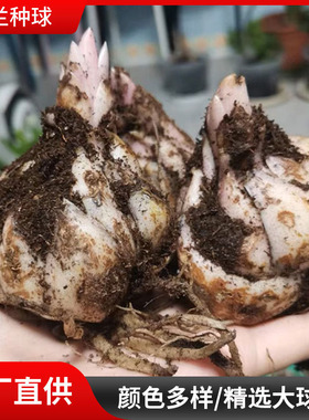 Perfume Lily Bulb Seeds Indoor and Outdoor Potted Plants wi