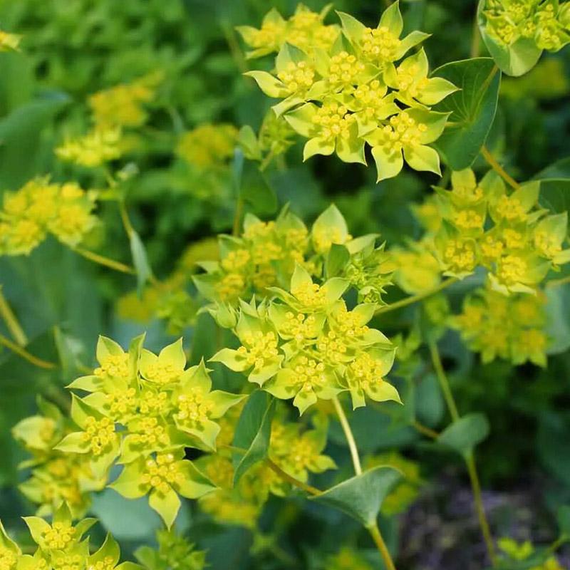 【会呼吸的黄金艺术品】叶上黄金柴胡猫眼草野兔耳朵 金黄璀璨