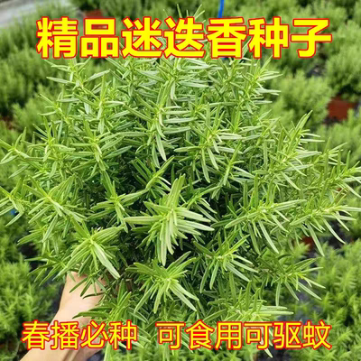 Rosemary seeds for year-round planting