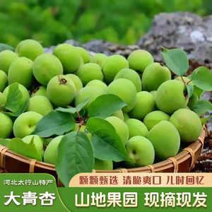 河北保定太行山当季新鲜大青杏子酸杏酸脆杏现摘现发孕妇水果整箱