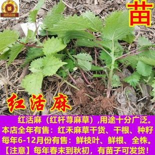 红活麻苗 红禾麻种苗包邮 四川红杆荨麻草苗子红火麻河麻栽种用途
