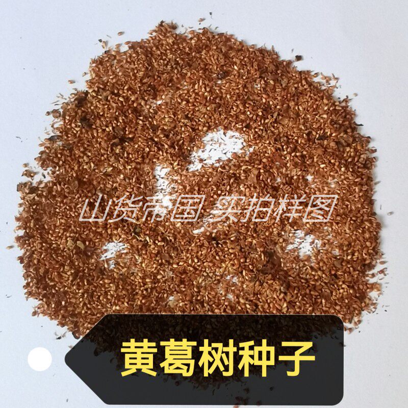 黄葛树种子（大叶榕 黄桷树 马尾榕 雀树）黄角树籽包邮 易种易活