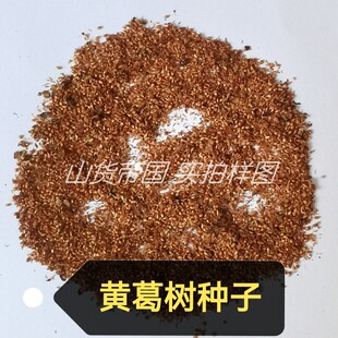 黄葛树种子(大叶榕 黄桷树 马尾榕 雀树)黄角树籽包邮 易种易活