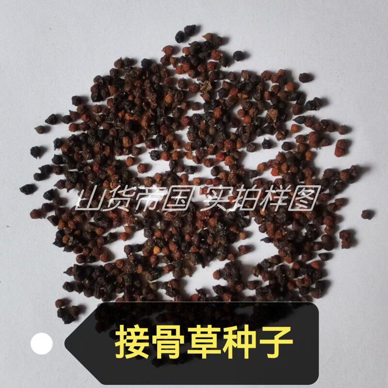 接骨草种子（七叶根 八棱麻 大臭草 小接骨丹 落得打）陆英籽包邮