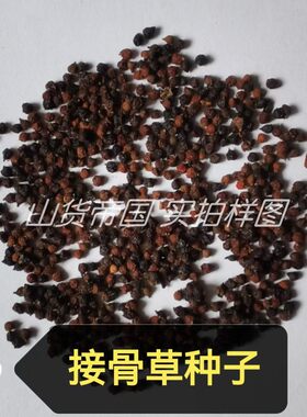 八棱麻种子接骨草籽陆英子籽