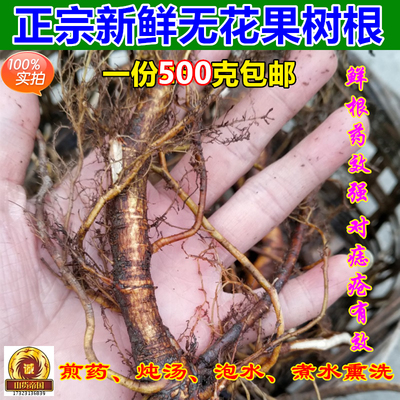 新鲜药用无花果根中药材包邮