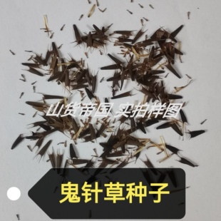 鬼针草种子(鬼钗草、婆婆针籽、鬼骨针、针包草、一把针)种籽包邮