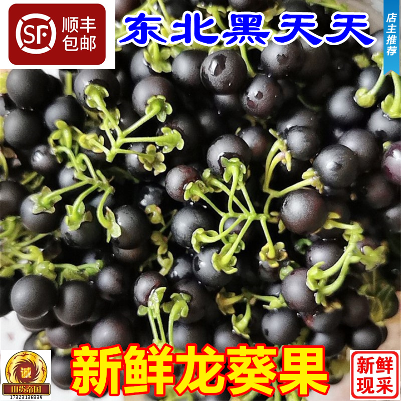 现摘新鲜龙葵果500g包邮顺丰黑天天黑悠悠食用野水果黑星星中药材 传统滋补营养品 其他药食同源食品 原图主图