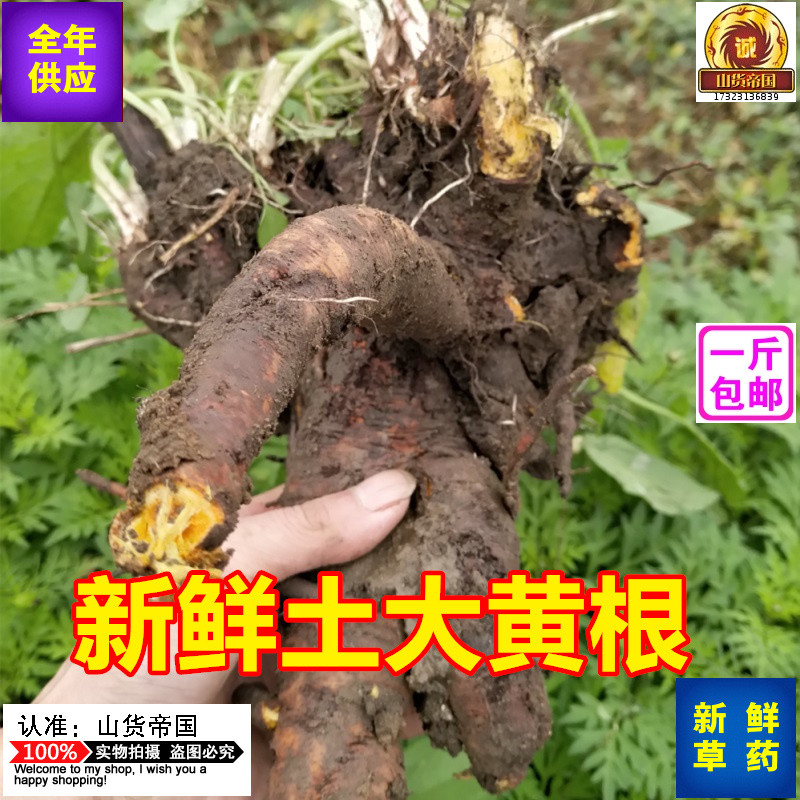 新鲜土大黄根500g包邮现挖羊蹄根中药材 四川牛耳大黄根四季菜根