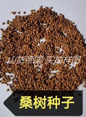 桑树种子 桑籽 桑葚子包邮（桑果树 野桑家桑 蚕桑）播种地栽种植
