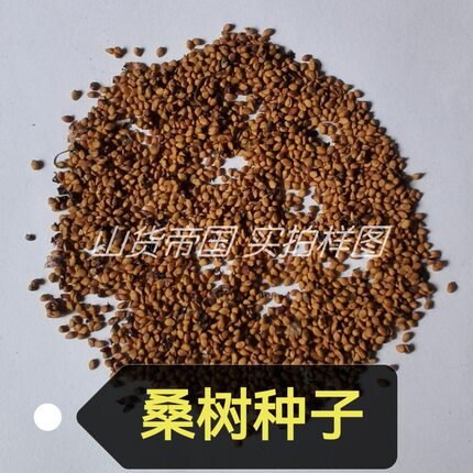 桑树种子 桑籽 桑葚子包邮（桑果树 野桑家桑 蚕桑）播种地栽种植