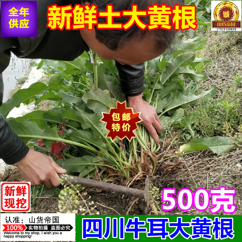 土大黄新鲜洋铁叶子根500g 牛西西羊蹄根 现挖四川牛耳大黄中药材