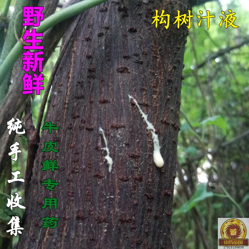 正宗新鲜构树汁液牛皮鲜