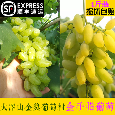 金手指葡萄平度大泽山葡萄香甜