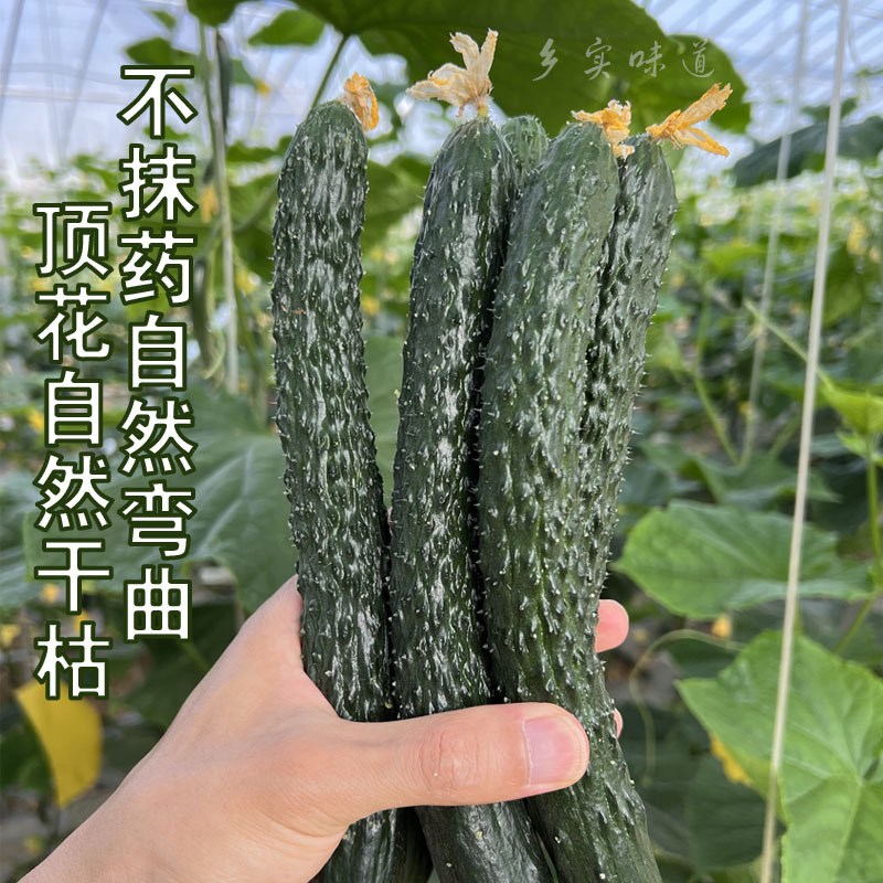 南京新鲜刺黄瓜不涩嘴减脂低卡无激素无农残露天长自然熟