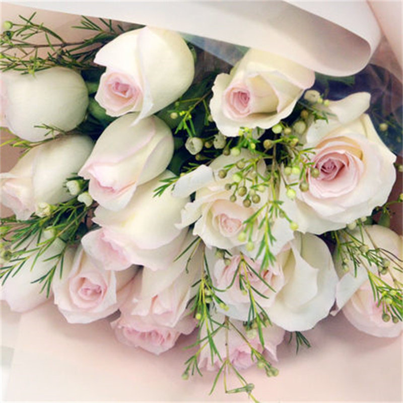 小白兔月季大花玫瑰苗清新优雅四季开花浓香切花植物耐寒阳台花卉