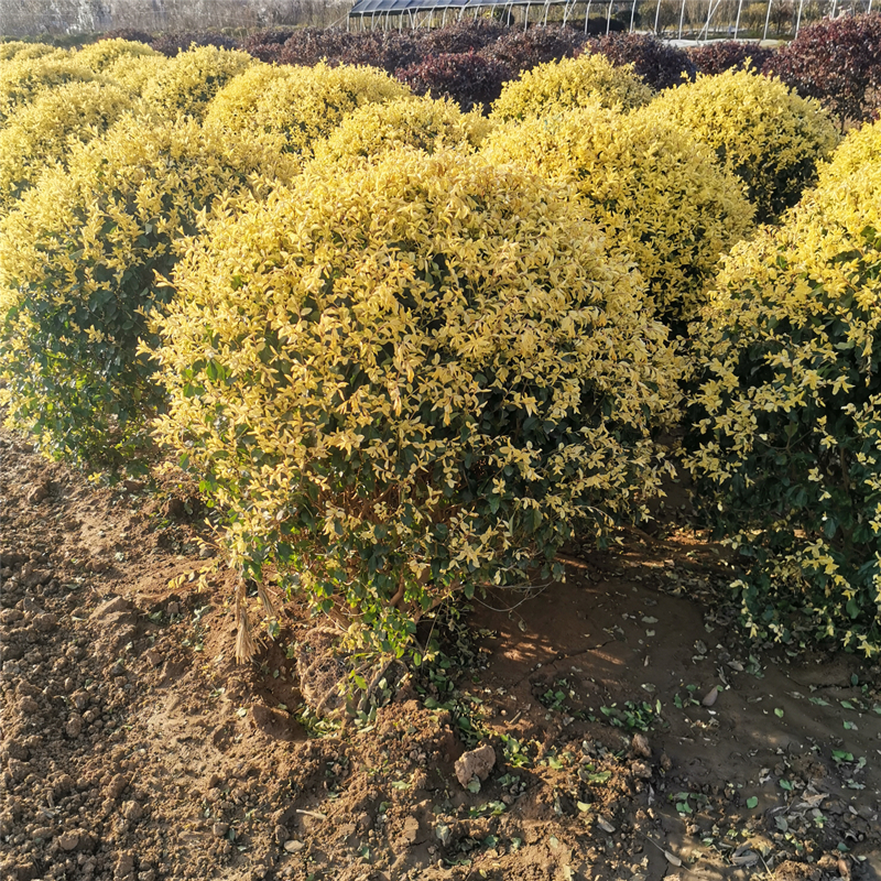 观叶植物落地球金禾女贞亮金女贞盆栽四季常青耐热耐寒
