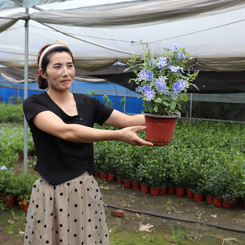 蓝雪花盆栽花卉苗四季开花阳台花园观赏爬藤植物耐热易养活白雪花,鲜花速递/花卉仿真/绿植园艺,绣球/木绣球/木本植物,淘宝优惠券,粉丝福利购,淘宝优惠卷