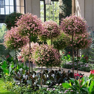 小花木槿棒棒糖盆栽造型花苗开花机器阳台观花四季木本花卉庭院