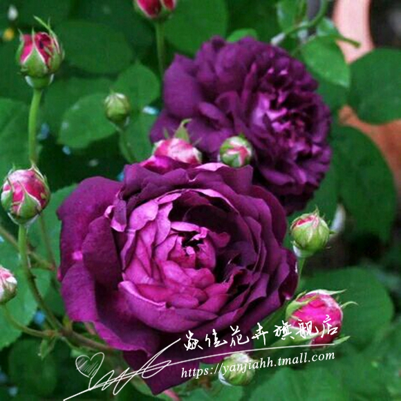 比利时月季花苗黎塞留主教灌木多花头庭院阳台多季开花花期长好看