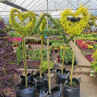 柠檬之光爱心树亮金女贞川滇蜡树三角形造型女贞爱心盆栽四季常青