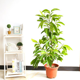 盆栽花卉十里飘香 白兰花盆栽 木兰花苗 白兰花树苗 黄兰花树苗