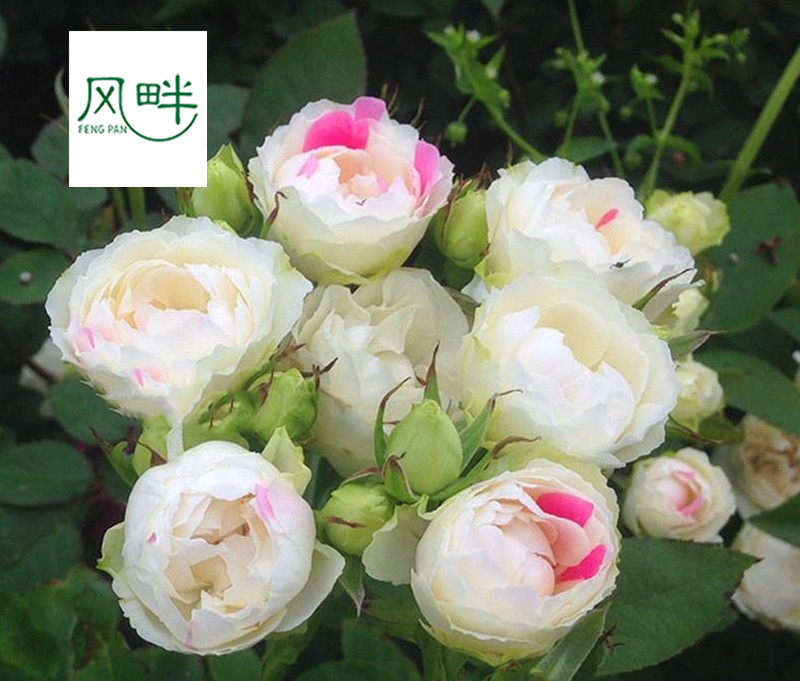 大花浓香型玫瑰花苗白桃草莓冻糕多头丰花抗病耐热四季开花月季花