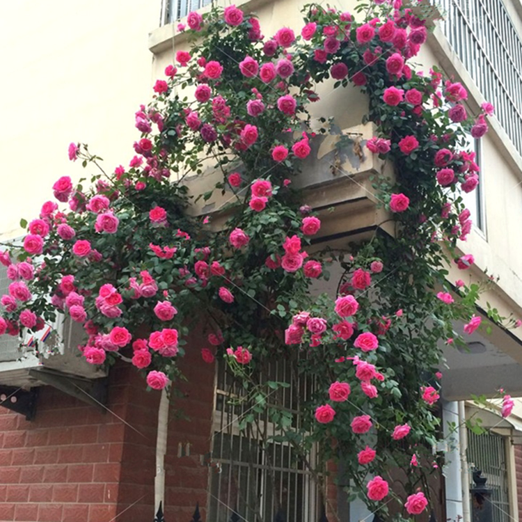 庭院攀援欧洲藤本月季花苗大花蔷