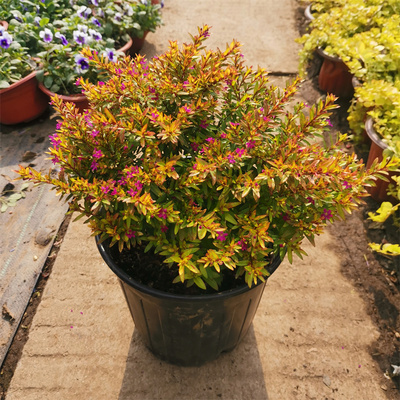 金叶满天星盆栽花苗阳台四季开花绿植花卉植物孔雀花带花